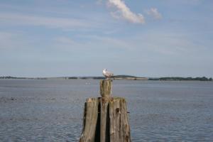 a bird sitting on top of a wooden post near the water at Gaestehaus Celina_ WE32747 in Gingst