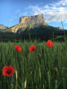 un champ de fleurs rouges avec une montagne en arrière-plan dans l'établissement Au Gai Soleil du Mont-Aiguille, à Chichilianne