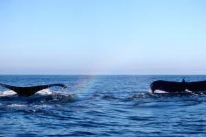 two whales are in the water in the ocean at Zoa Hotel in Mazunte