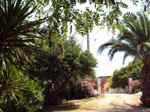 a dirt road with palm trees and bushes at Irini Studios in Plomari