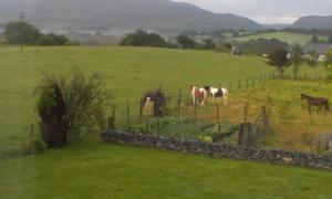 a group of horses grazing in a field at DunnCourt House in Killarney +10 photos