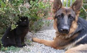 um cão e um gato sentados um ao lado do outro em Fattoria di Fubbiano em Collodi