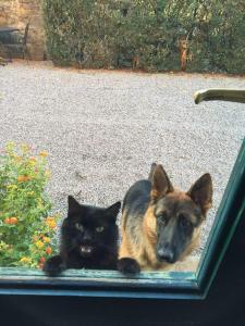 Ein Hund und eine Katze schauen durchs Fenster in der Unterkunft Fattoria di Fubbiano in Collodi