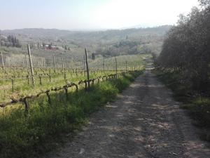 a dirt road through a vineyard with a fence at Fattoria di Fubbiano in Collodi