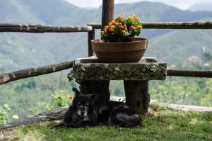 Domácí mazlíčci ubytovaní s hosty v ubytování Il Frutteto Natura a Relax