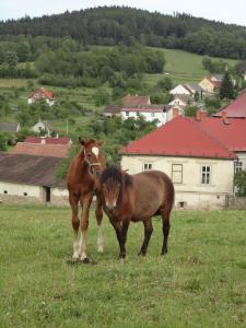 Zvieratá v apartmáne alebo blízkom okolí