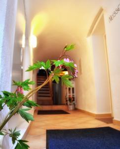 a plant in the middle of a hallway at Apartments Altstadthaus Görlitz in Görlitz