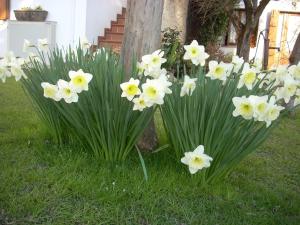 two white daffodils in the grass next to a tree at Alle Grazie in Casièr