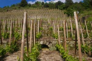 Gambar di galeri bagi Gîte du tilleul - 2 étoiles - domaine de l'olivier di Faugères in Rhone-Alpes