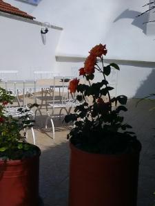 a plant in a pot in front of a table at Trulli Sarmenzanello in Noci