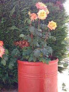 a red pot with flowers in it next to a bush at Trulli Sarmenzanello in Noci