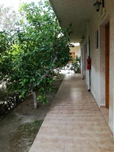 a hallway with a tree on the side of a building at Pericles Studios in Agia Marina Aegina