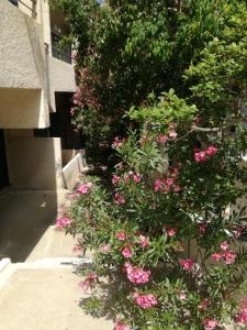 a bush filled with pink flowers next to a building at Pericles Studios in Agia Marina Aegina