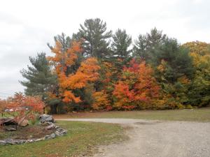 a dirt road in front of a group of trees at Bear & Butterfly Bed and Breakfast in Gravenhurst