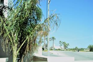 a palm tree on the side of a street at St. Peter's Pool Holiday Apartment in Marsaxlokk +56 photos