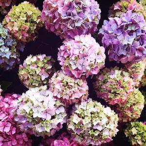 een bos hortensia's in verschillende kleuren bij Hôtel Méditerranée in Le Lavandou