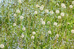 Zahrada ubytování Ferienwohnung Pusteblume