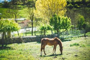 Animales en the country house o alrededores