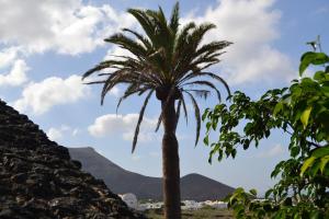 a palm tree with mountains in the background at Vista Timanfaya in Yaiza
