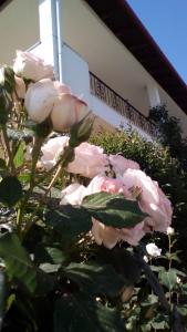 un montón de rosas rosas delante de un edificio en Hotel Archontiko Dimitra, en Vergina