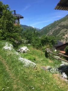 a cow in a field with mountains in the background at Appartement Claude in Courchevel