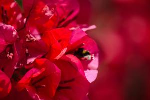 a bunch of red flowers with a bee on them at Hotel Angelino in Ischia