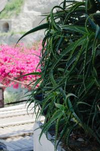 a green plant sitting next to a bunch of pink flowers at Hotel Angelino in Ischia