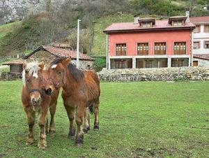 Tiere in der Ferienwohnung oder in der Nähe