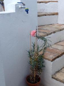 Fotografia z galérie ubytovania Apartamentos Casa la Costanilla v destinácii Vejer de la Frontera