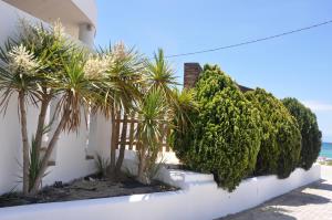 a row of palm trees and bushes next to a building at Marine House Andrianna -Adults only in Siviri