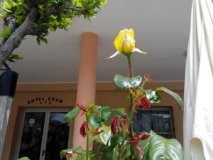 Fotografie z fotogalerie ubytování Hotel Eden v Rimini