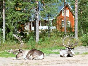 Tiere im Chalet oder in der Nähe