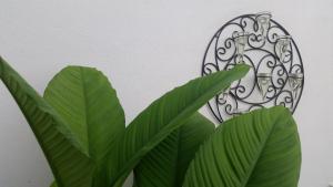a plant with green leaves in front of a wall at Sunset Quay in Rarotonga