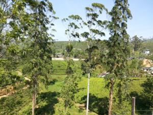 a view of a field with trees in the foreground at Tea Hills Bungalow in Hatton