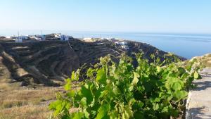 a vineyard on a hill with the ocean in the background at Marianthi Studios in Áno Meriá