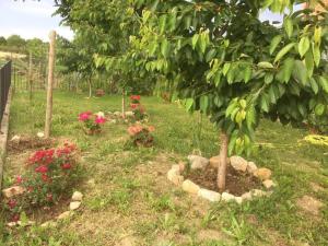 Zahrada ubytování B&B San Giorgio