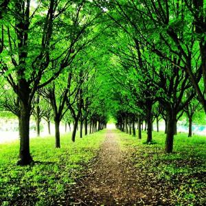 a tree lined path in a park with green trees at Yuzhno-Primorskiy Hotel in Saint Petersburg
