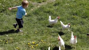 Zvieratá na farme alebo blízkom okolí