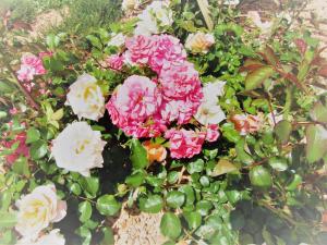 a bunch of pink and white flowers in a garden at Il Batacchio B&B in Minerbio
