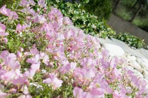 Um jardim em Pension Sotiria