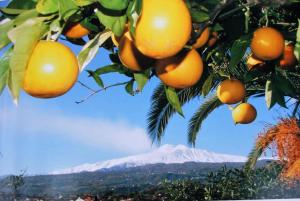 an orange tree with a mountain in the background at B&B Bellini in Milo