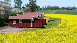 une rangée de maisons dans un champ de colza dans l'établissement Mellomgården, à Norra Lundby
