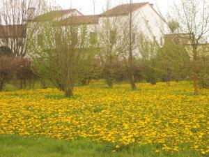 um campo de flores amarelas na relva em Villa Gaudio em Ponte San Nicolo