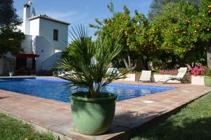 une plante en pot installée à côté d'une piscine dans l'établissement Casa Viñas de Vera, à Restábal