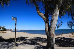 un árbol sentado en la playa al lado de una playa en Apartamentos Capri-Playa, en Sant Carles de la Ràpita