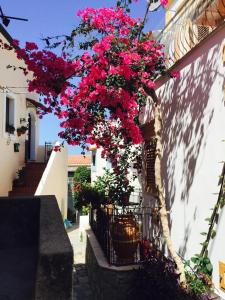 Um jardim em La Casa di Ivana