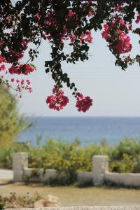 a tree with pink flowers and the ocean in the background at Dora's Studios & Apartments in Megas Gialos - Nites