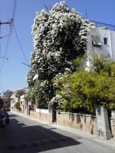 un grand arbre avec des fleurs blanches sur le côté d'une rue dans l'établissement Captain's Rooms, à Égine