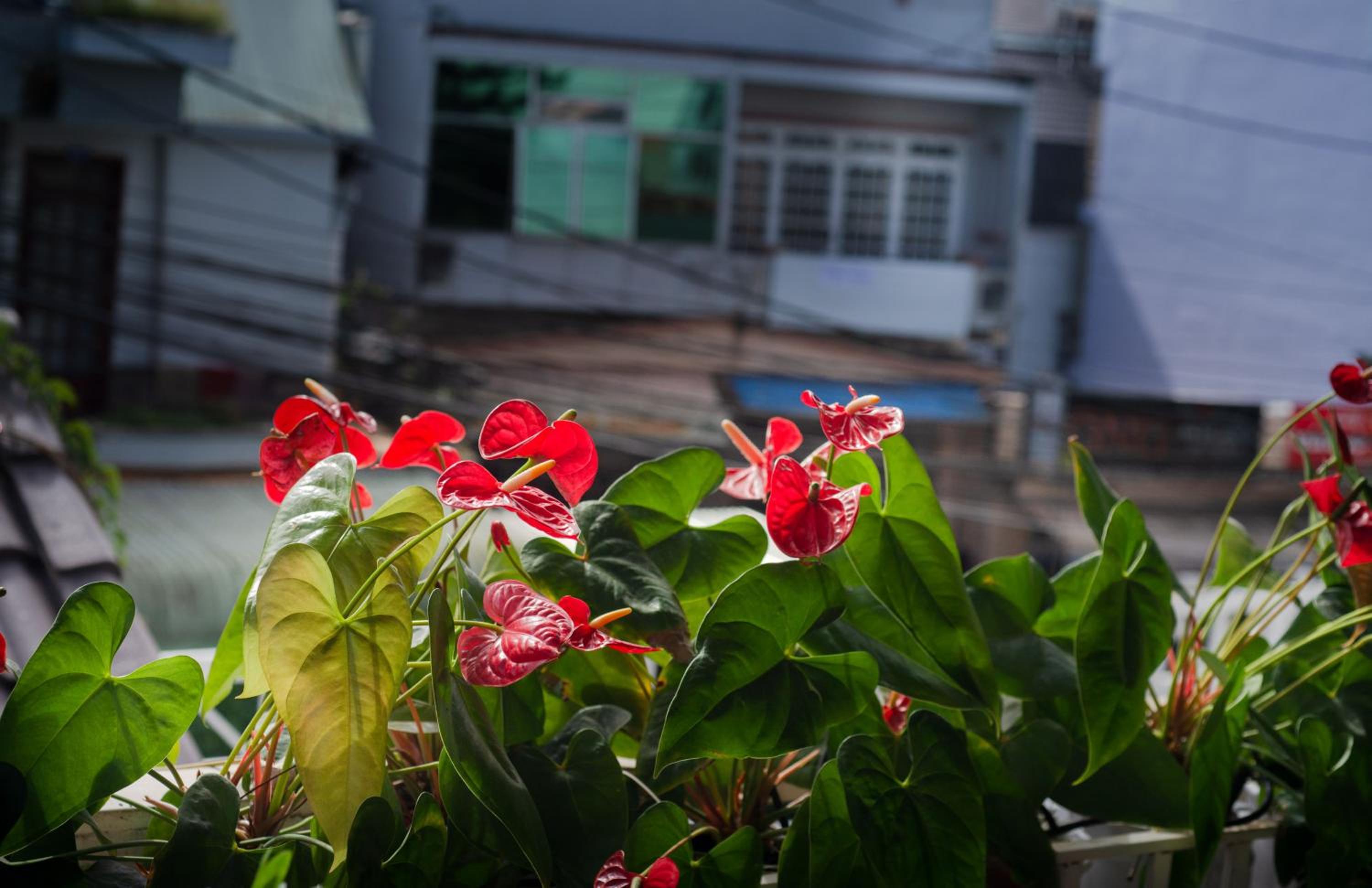 Duy Vinh Hotel Dalat
