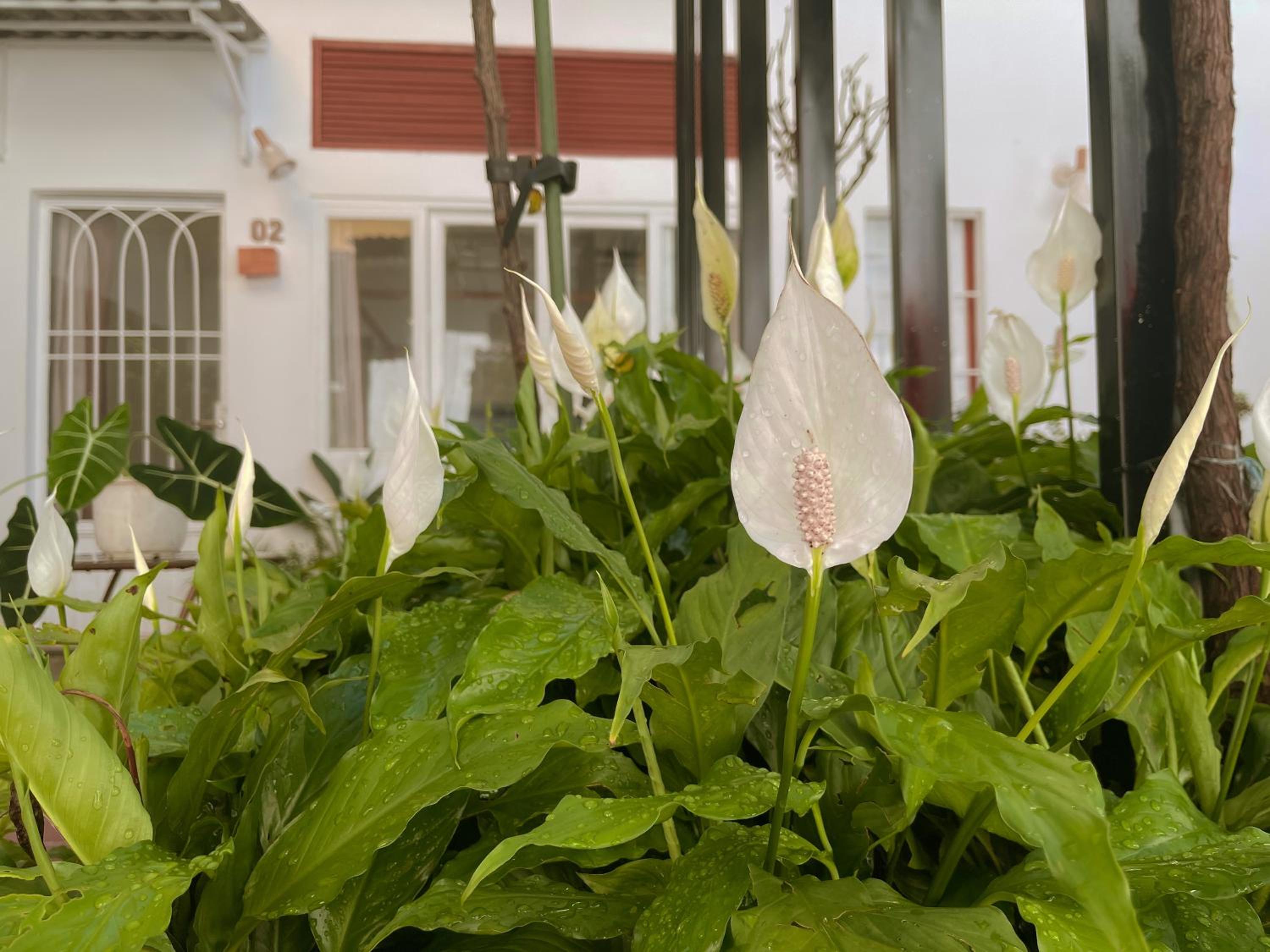 Dốc Garden Homestay Đà Lạt